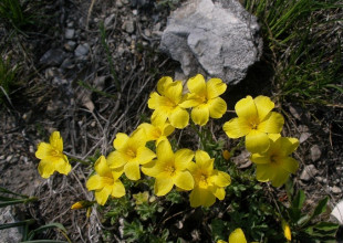 Magyar unikum - A pilisi len  -  Hazánk flórájának egyik legkülönlegesebb képviselője a Budai-hegység Pilisszentiván környéki dolomitdombjainak lakója